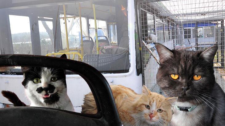 Depremzede kediler, yuvaya dönüştürülen eski halk otobüsünde korumaya alındı