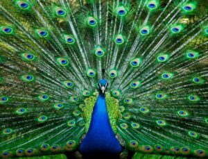 Tavus Kuşu CİMER’e Şikayet Edildi!