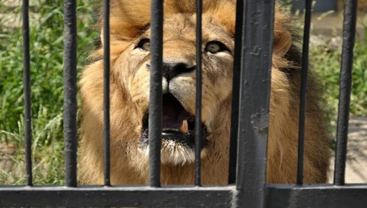 Aslan Kafesinde Ceset Faciası! Ayakkabı Kuşkusu Gerçek Çıktı