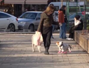 Köpeğine yapılan doğum günü partisinde ikram mamalar sokak hayvanlarına dağıtıldı