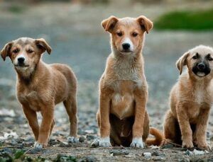 Turizmi vuracak! İngilizler Türkiye’yi boykot ediyor, ‘gitmeyin’ sesleri yükseliyor