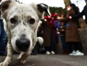 Katliam yasası nedeniyle köpekler yurtdışında yuva buluyor