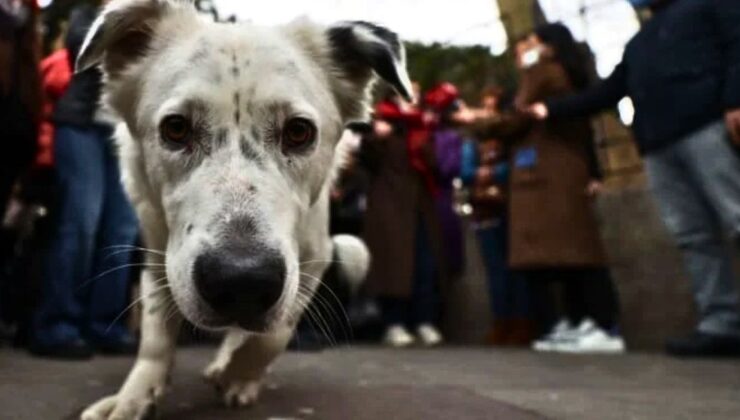 Katliam yasası nedeniyle köpekler yurtdışında yuva buluyor