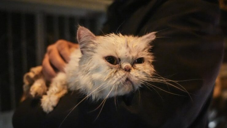 Fatih’de bina yangını: Kötüleşen kedi kurtarıldı