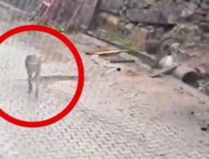 Kurt karnını doyurmak için mahalleye indi