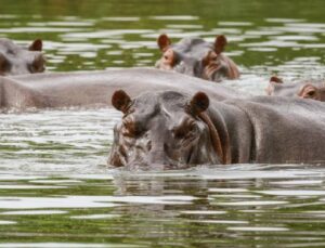Ülkeye Escobar getirmişti! Kolombiya’da 80 su aygırı öldürülecek