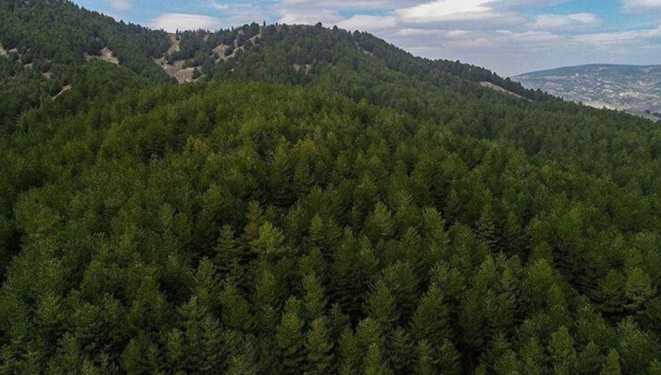 Özelleştirme 19 Mayıs’ta da durmadı: Erdoğan imzaladı 23 vilayette orman Hazine’ye geçti