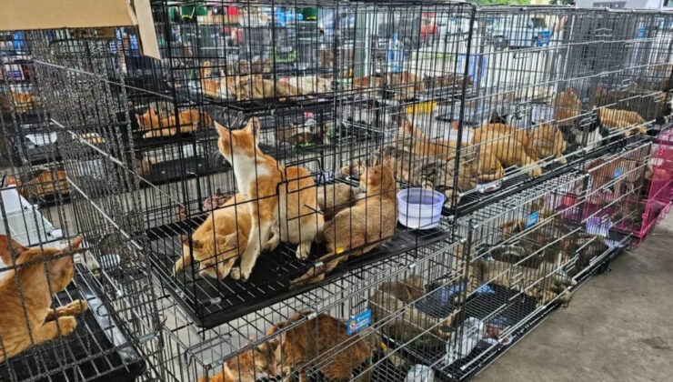 Konutlardan tek tek toplandılar… Yüzlerce kedi kesilmekten son anda kurtuldu