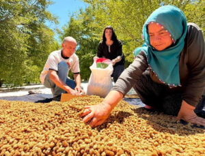 Geçen yıl sıfır çekmişlerdi: 40 derece sıcaklıkta yapılan hasat bu sene 600 ton rahmet verecek