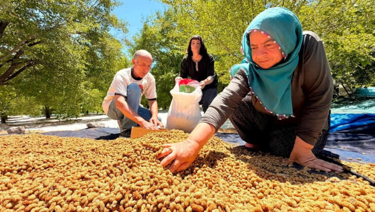 Geçen yıl sıfır çekmişlerdi: 40 derece sıcaklıkta yapılan hasat bu sene 600 ton rahmet verecek